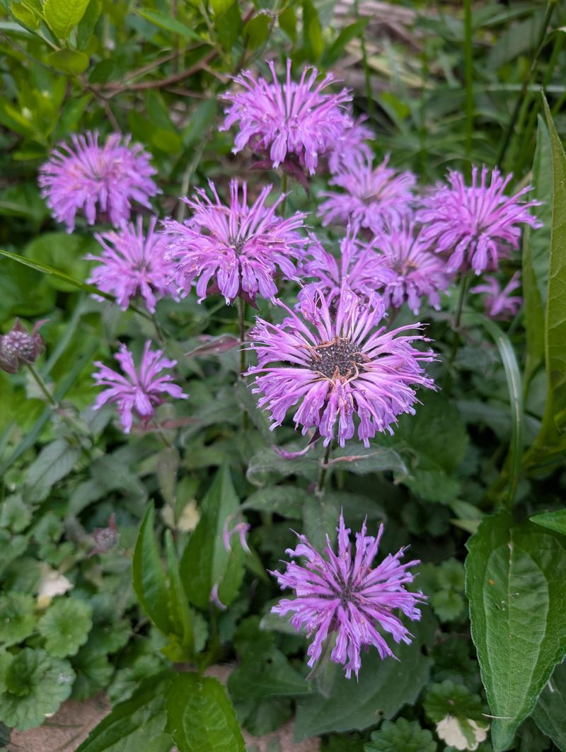 Wild Bergamot Wild Bergamot