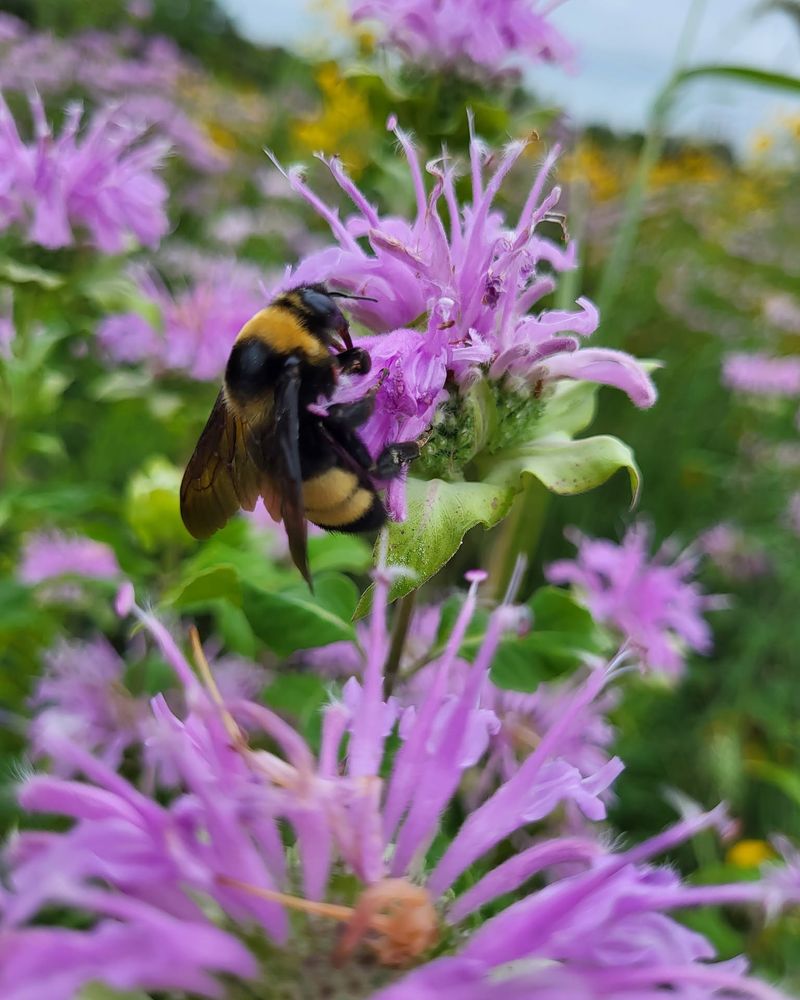 Wild Bergamot 