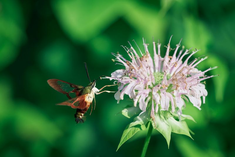 Wild Bergamot