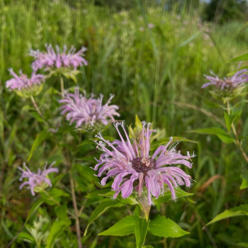 Wild Bergamot