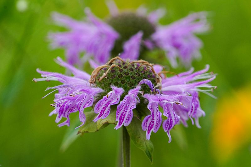 Wild Bergamot
