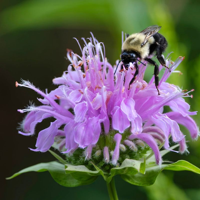Wild Bergamot