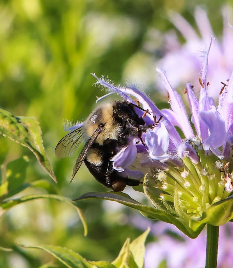 Wild Bergamot Adds Lavender Blooms And Pollinator Buzz
