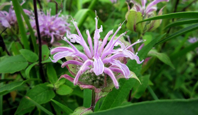 Wild Bergamot Fills Sunny Beds With Pollinator Power