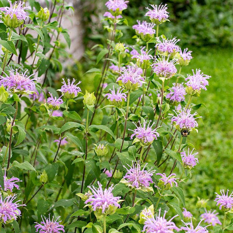 Wild Bergamot Keeps Michigan Pollinators Busy In Midsummer