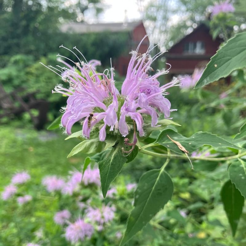 Wild Bergamot (Monarda Fistulosa)