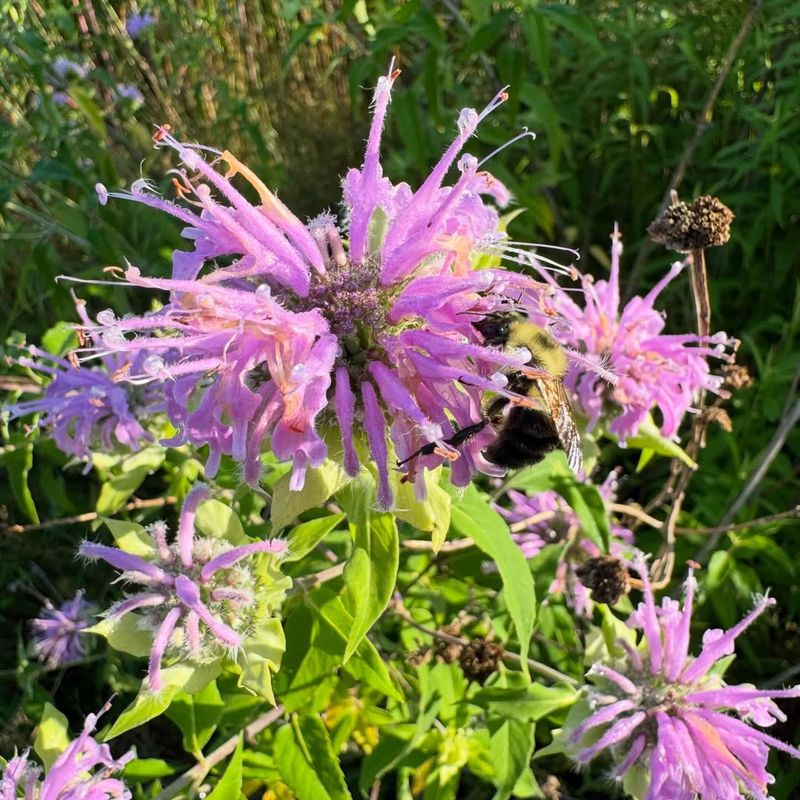 Wild Bergamot (Monarda fistulosa)
