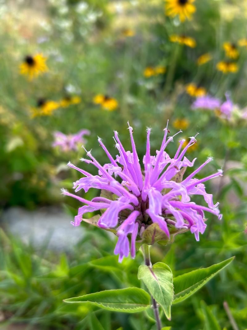 Wild Bergamot Softens Borders With Lavender-Pink Blooms