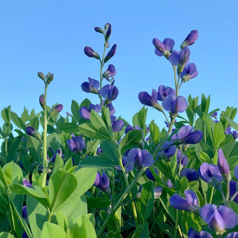 Wild Blue Indigo Develops Stronger Roots Every Season