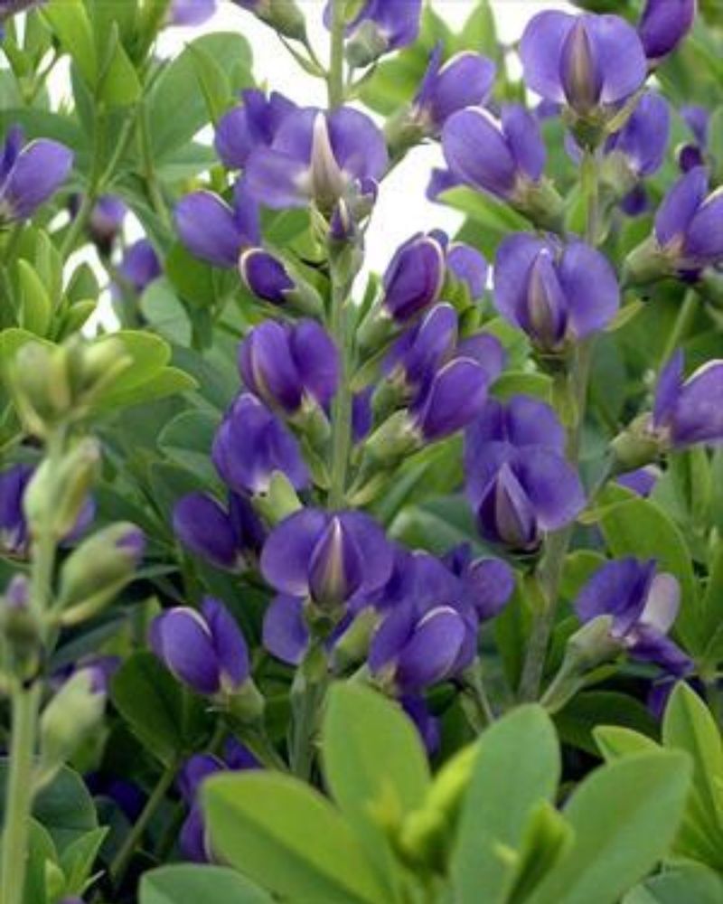 Wild Blue Indigo Looks Better In Lean Soil Than Rich Soil