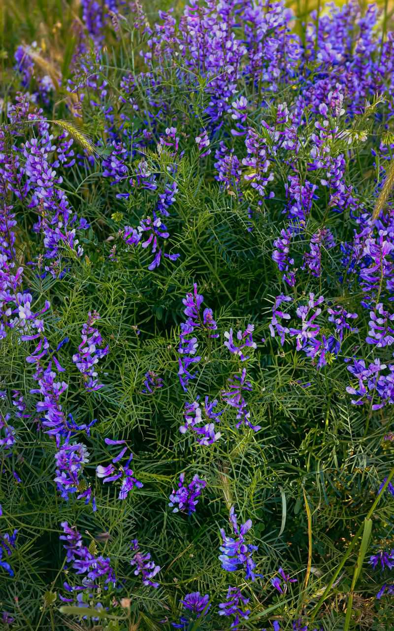 Wild Blue Indigo Wild Blue Indigo