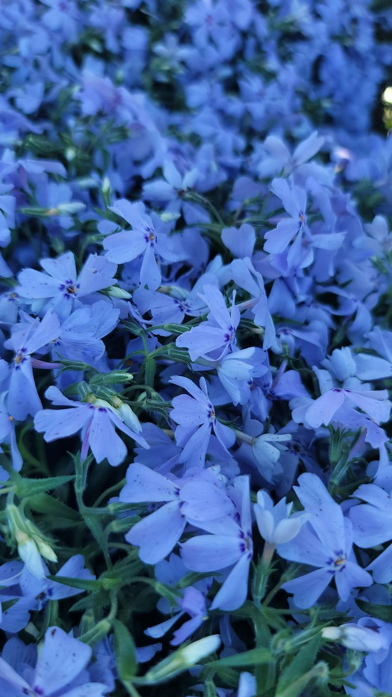 Wild Blue Phlox