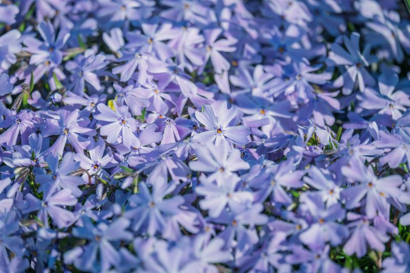 Wild Blue Phlox