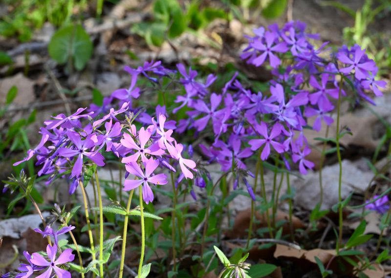 Wild Blue Phlox Freshens Beds In Spring