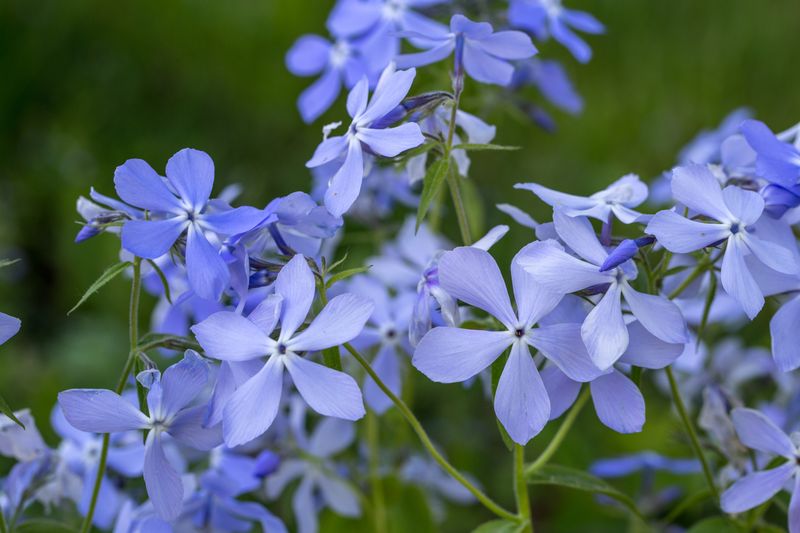 Wild Blue Phlox Freshens Beds With Spring Color