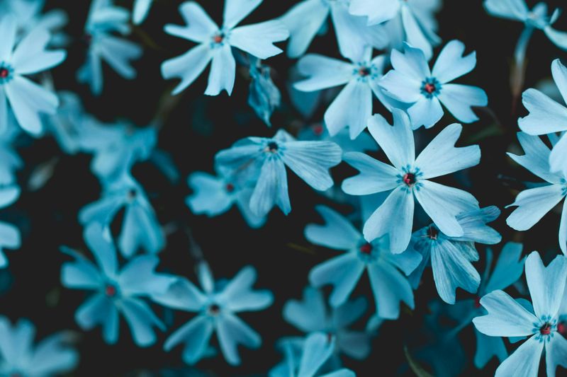 Wild Blue Phlox