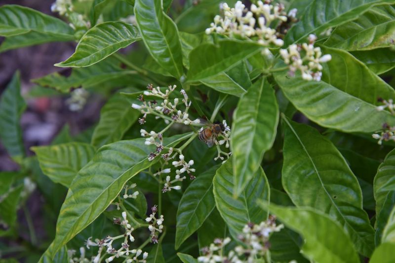 Wild Coffee Softens Deep Shade With Native Foliage