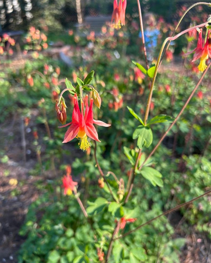 Wild Columbine
