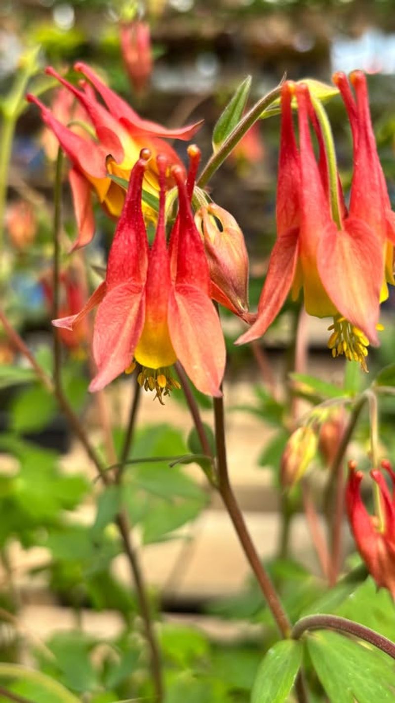 Wild Columbine