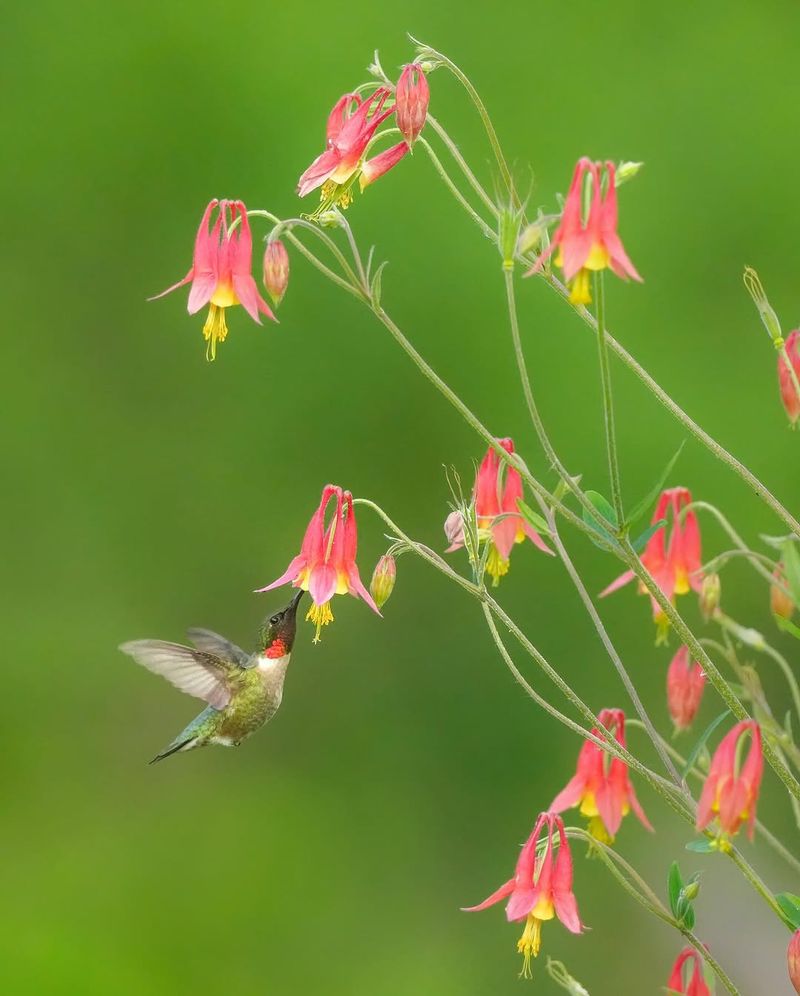 Wild Columbine