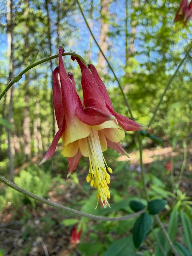 Wild Columbine