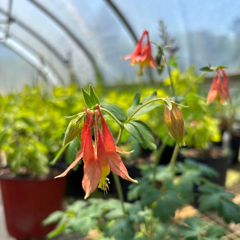 Wild Columbine (Aquilegia canadensis)