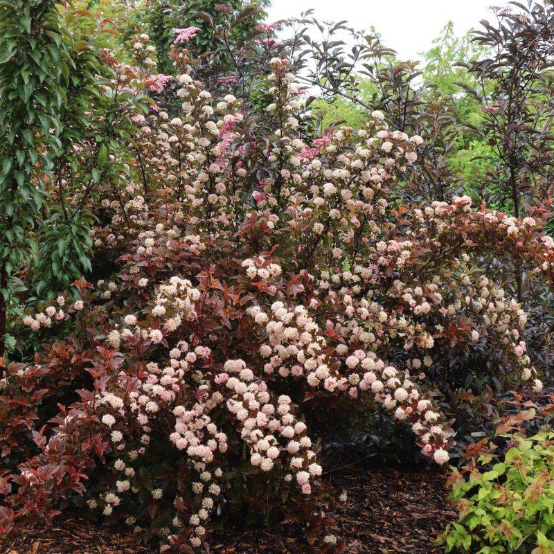 Ninebark Offers Tough Shrub Color And Texture