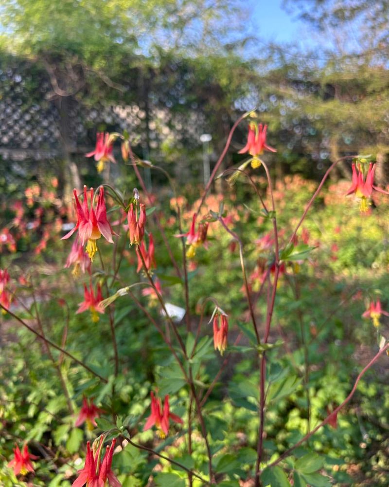 Wild Columbine Brings Early Flowers To Cardinal Friendly Shade Gardens Wild Columbine Brings Early Flowers To Cardinal Friendly Shade Gardens