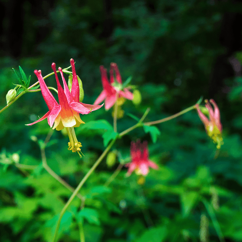 Wild Columbine Brings Light Color And Woodland Charm