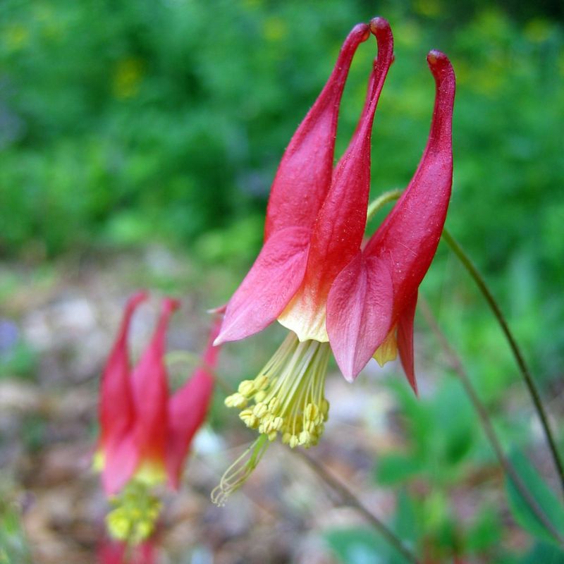 Wild Columbine Brings Soft Color And Woodland Charm