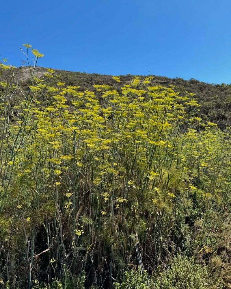 Wild Fennel