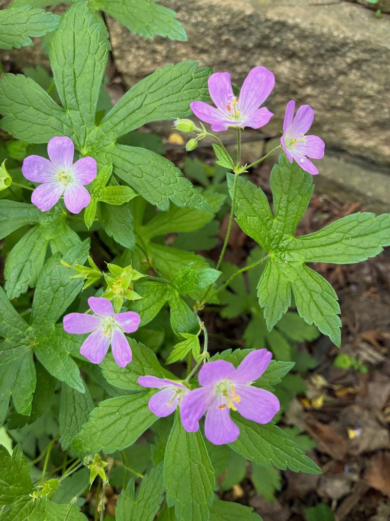 Wild Geranium