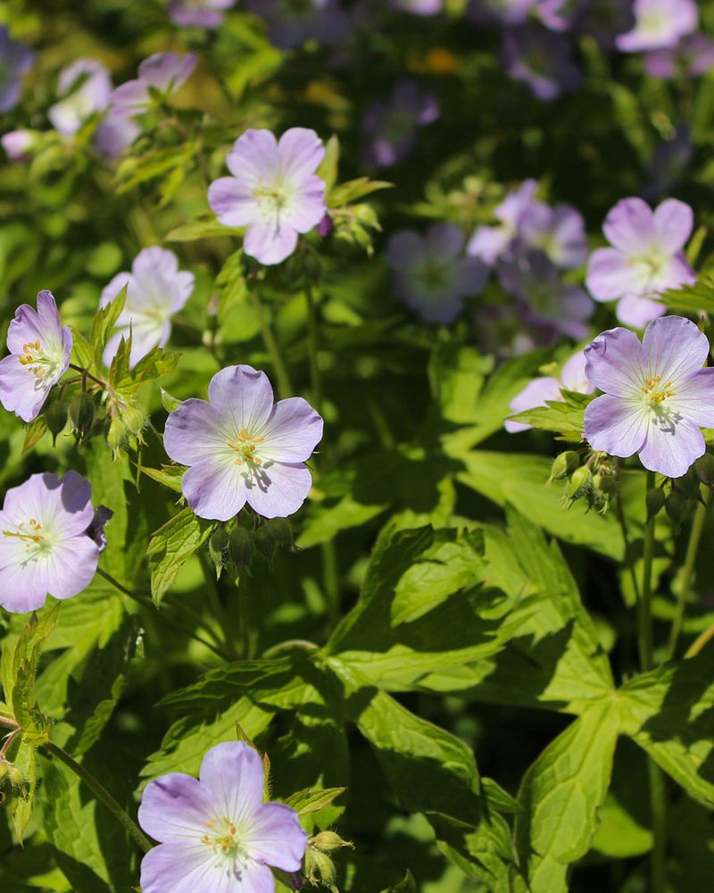 Wild Geranium Wild Geranium