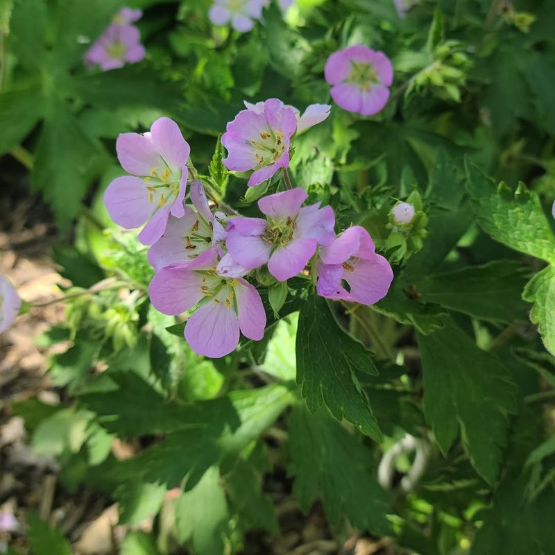 Wild Geranium 