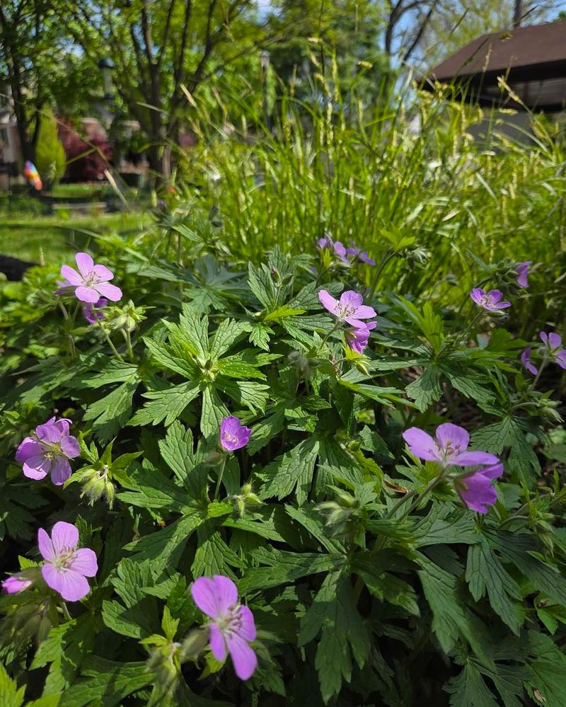 Wild Geranium 