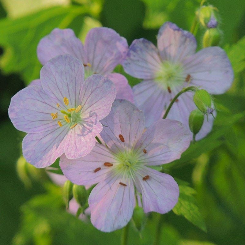 Wild Geranium Brings Gentle Color To Spring Shade