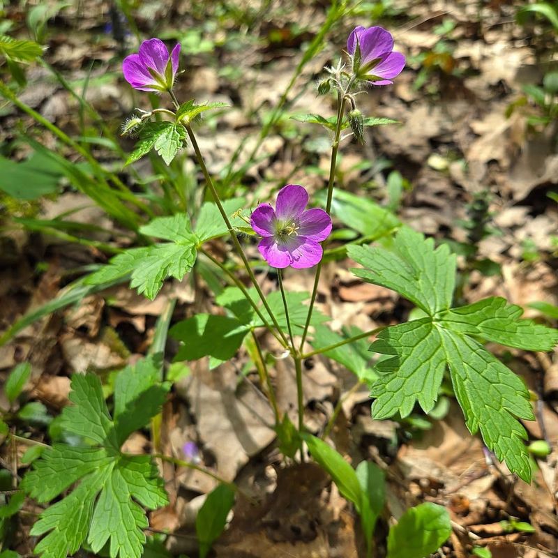 Wild Geranium Gives Easier Spring Color In Part Shade