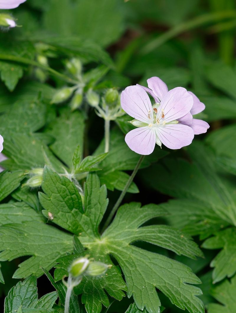 Wild Geranium