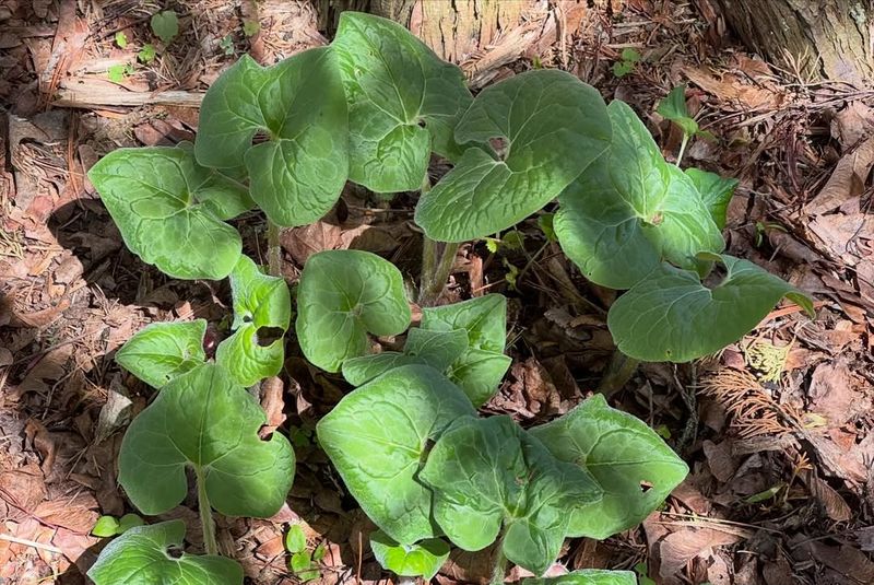Wild Ginger