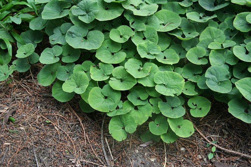 Wild Ginger Wild Ginger