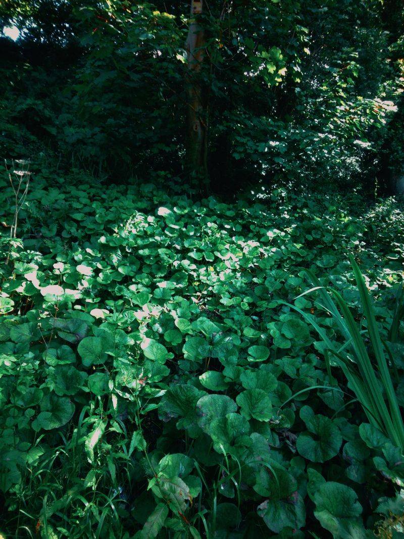 Wild Ginger