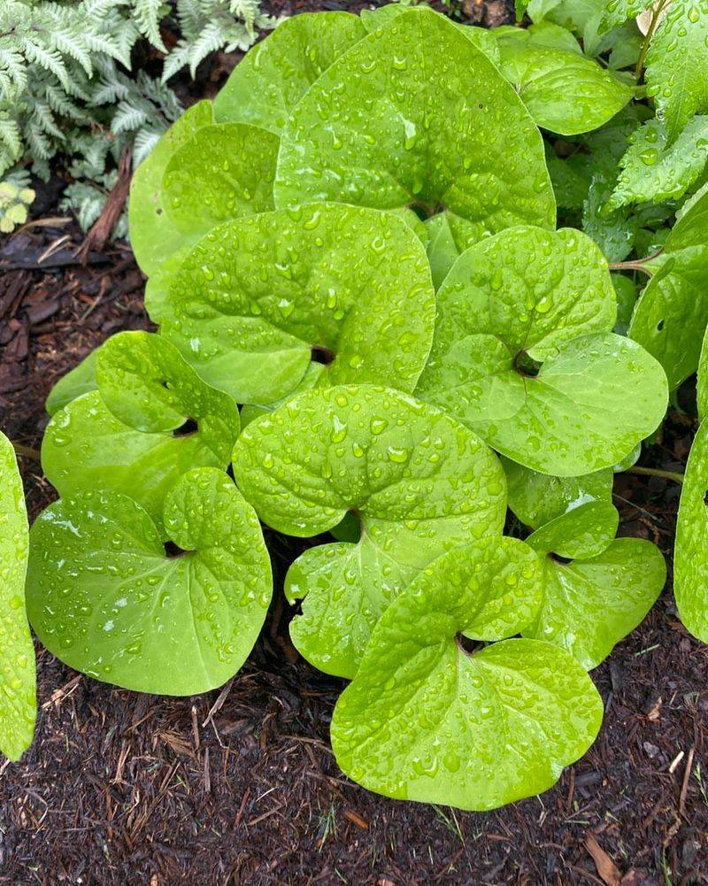 Wild Ginger
