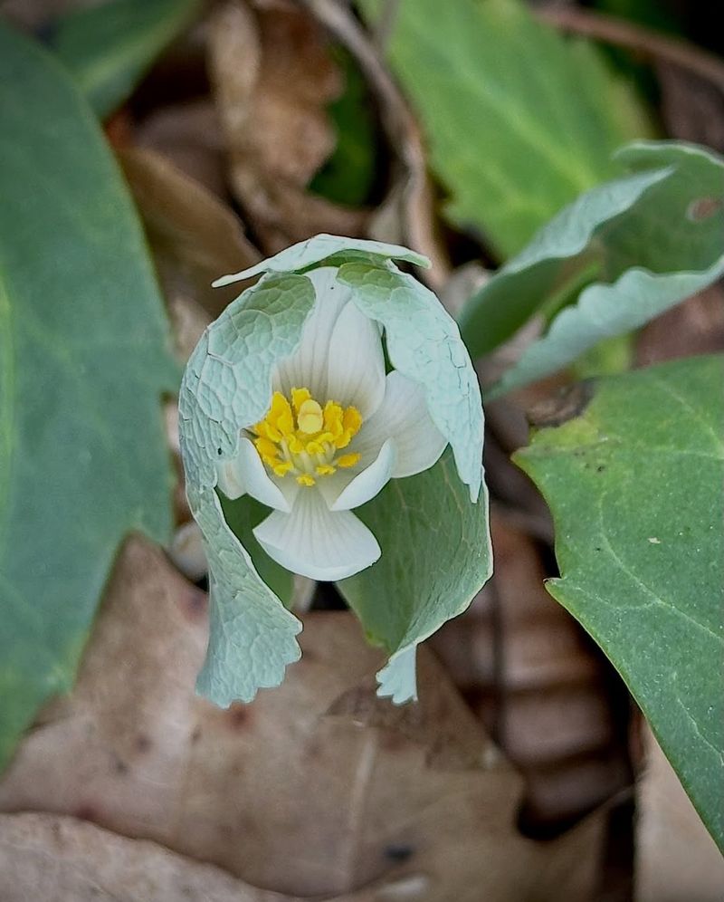 Wild Ginger