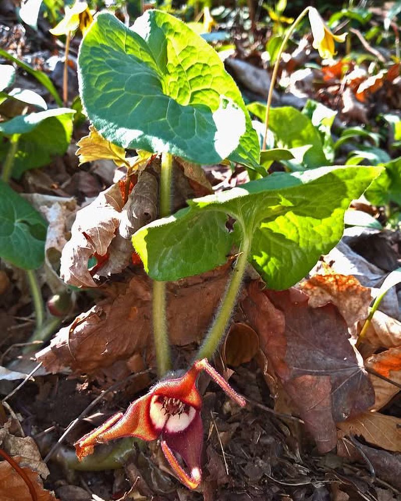 Wild Ginger 