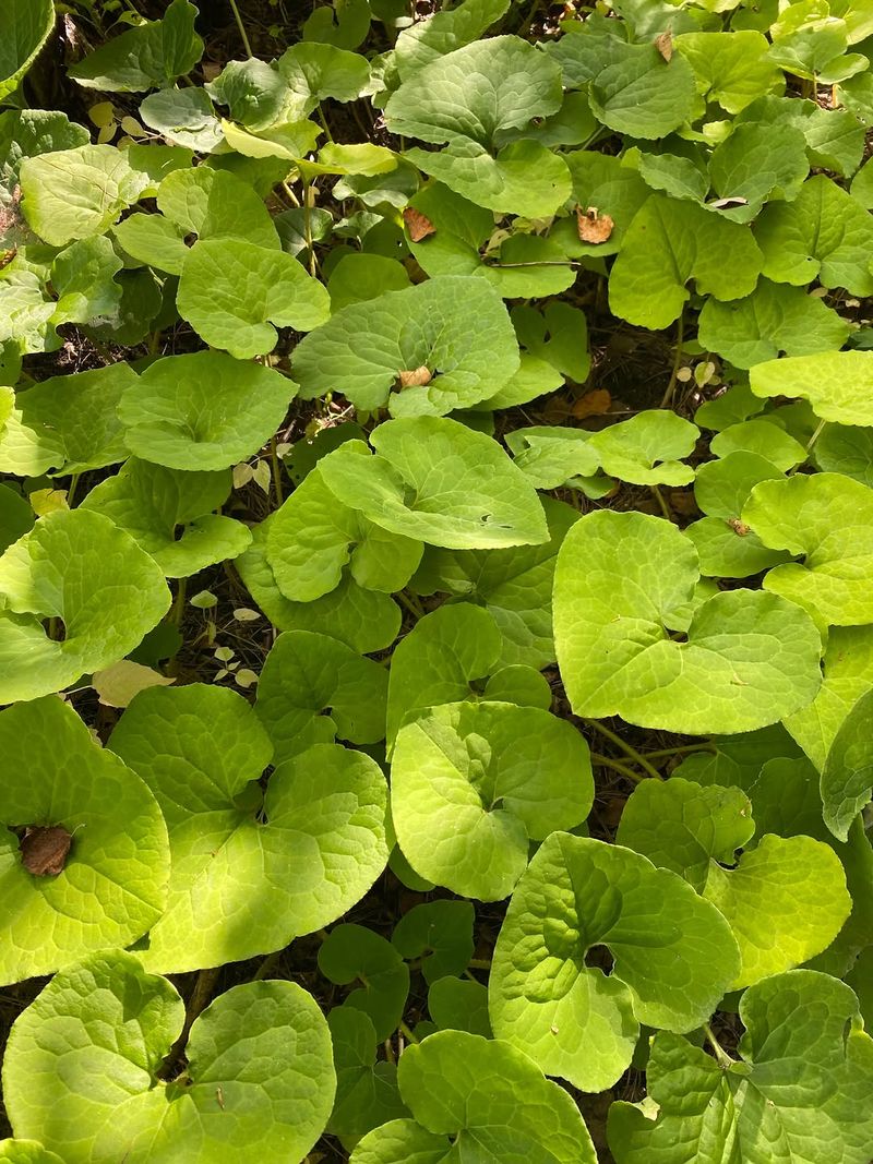 Wild Ginger Wild Ginger