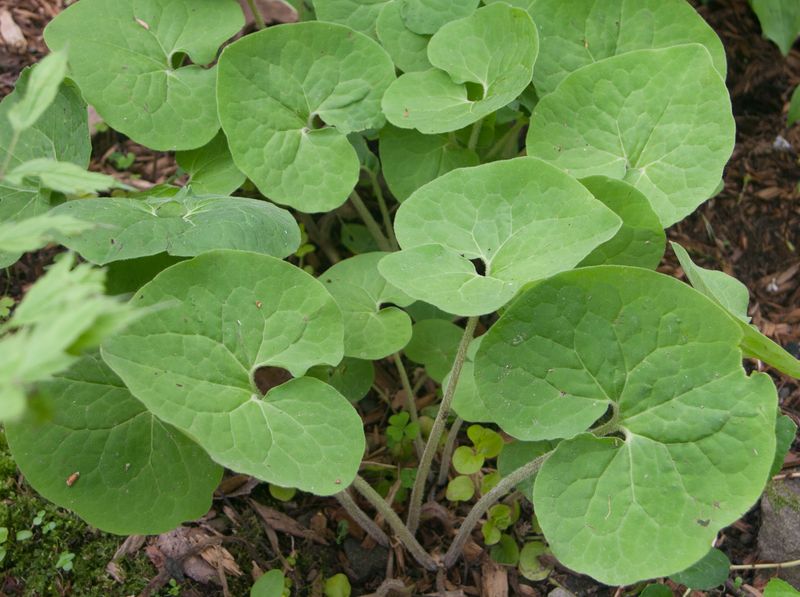 Wild Ginger