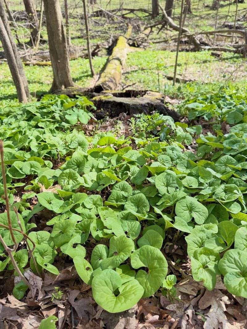 Wild Ginger Wild Ginger