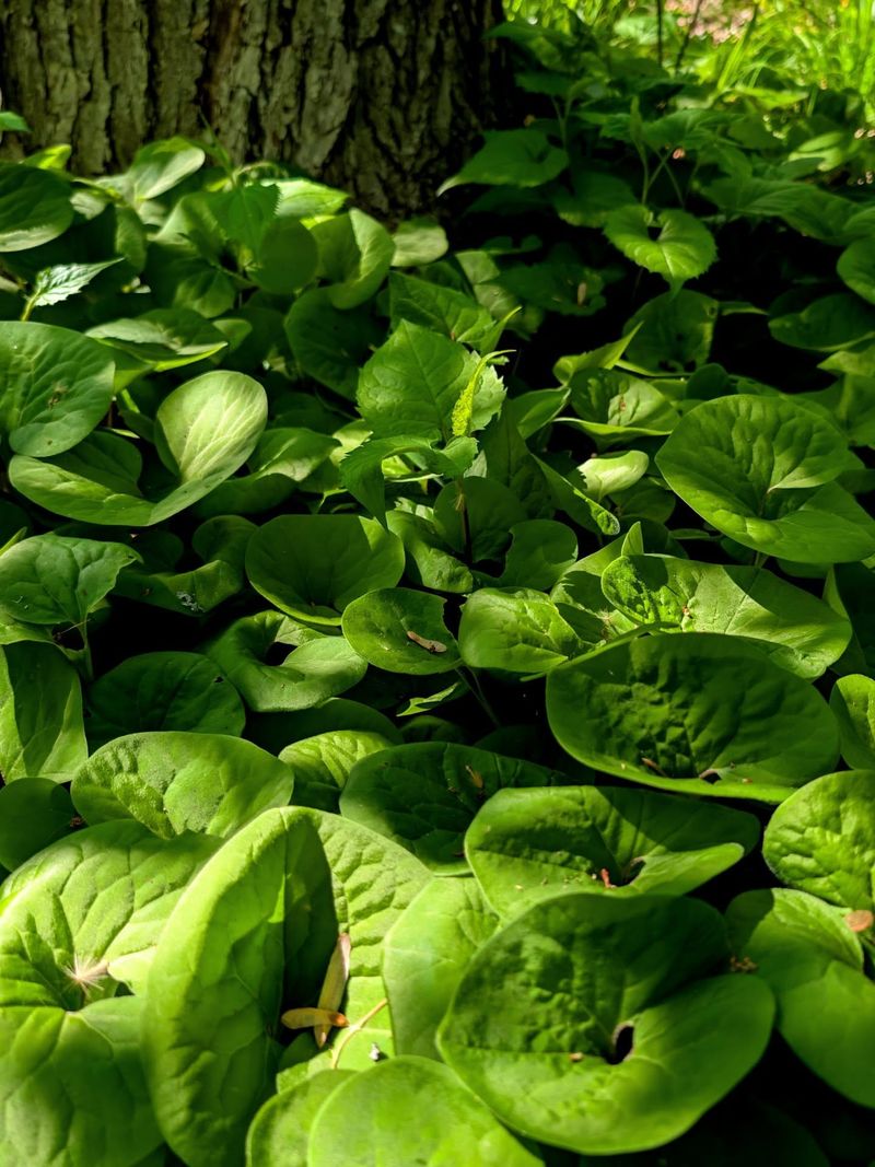 Wild Ginger