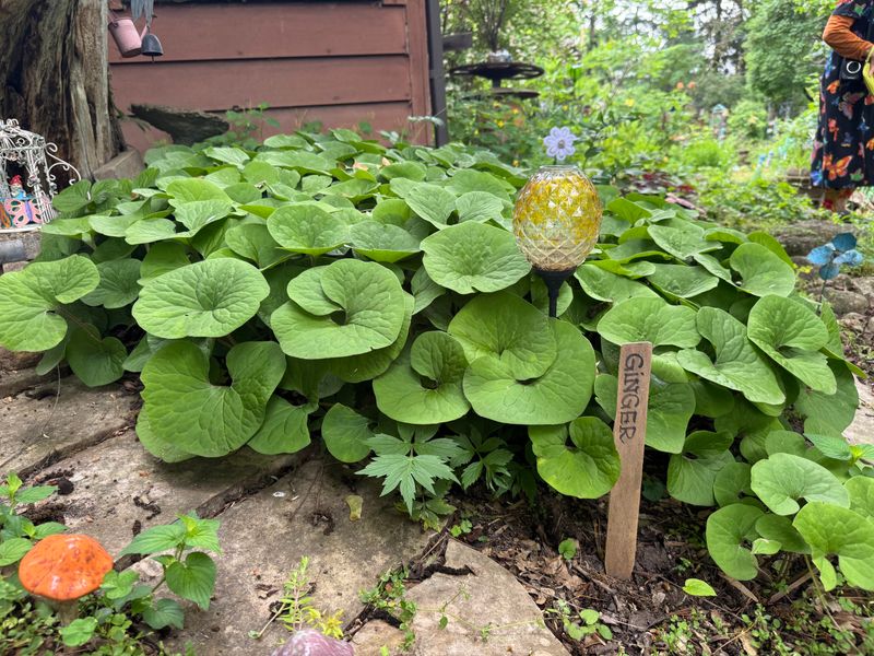 Wild Ginger