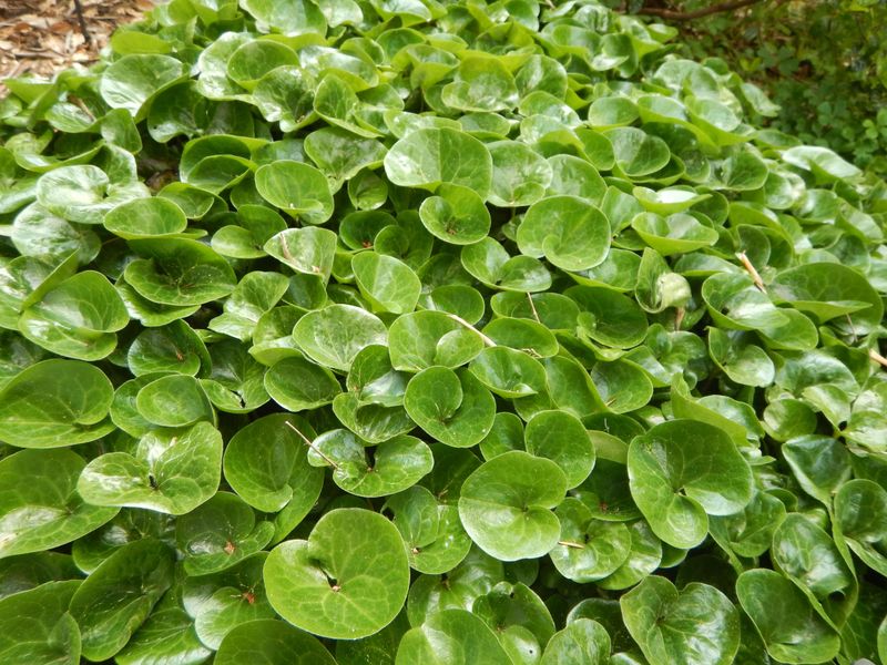 Wild Ginger